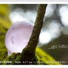 〜ぼくらおとも〜加々美萌個展